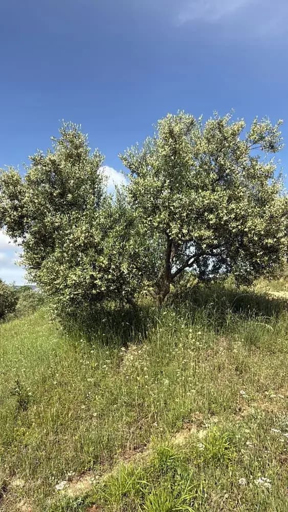 The olive groves of the Sulova Valley