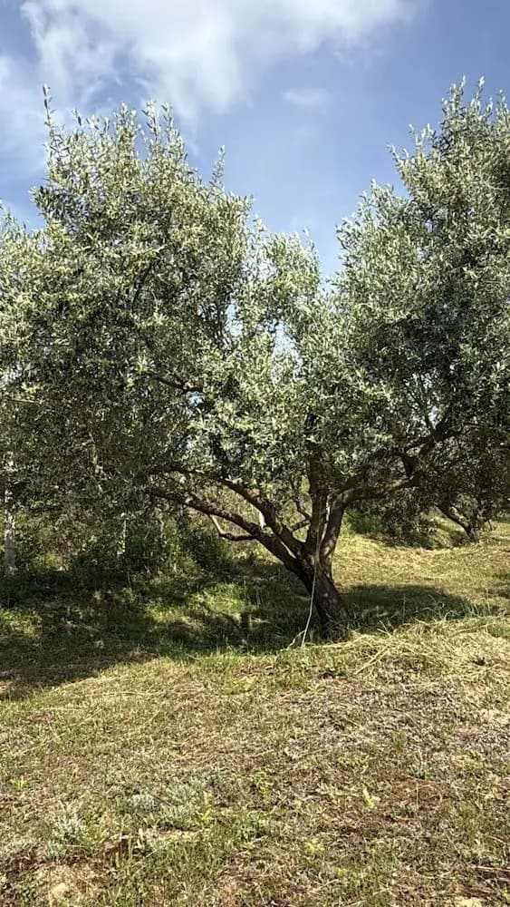 Foto nga trashëgimia familjare 11
