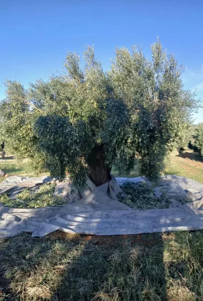 Foto nga trashëgimia familjare 12