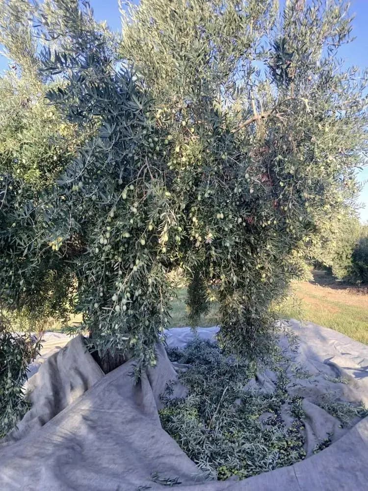 Foto nga trashëgimia familjare 13