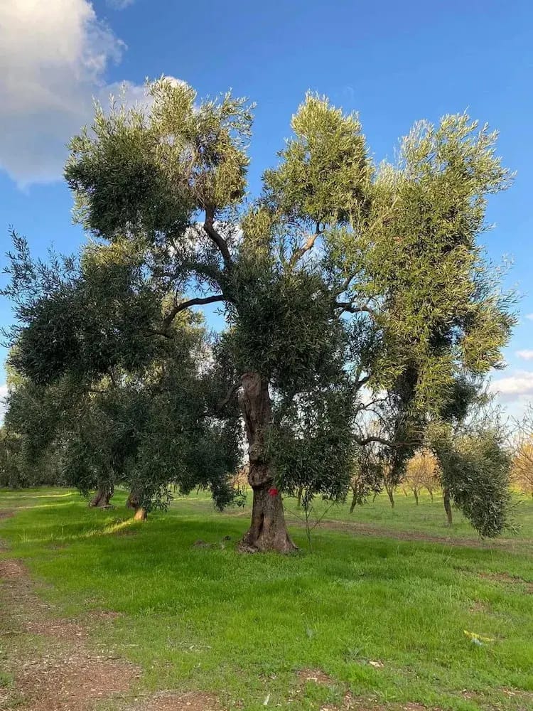 Rolling hills with olive groves