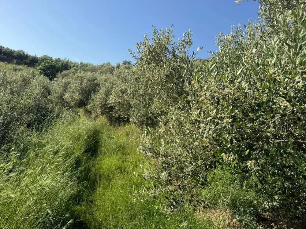 Sunlit olive groves on the hills
