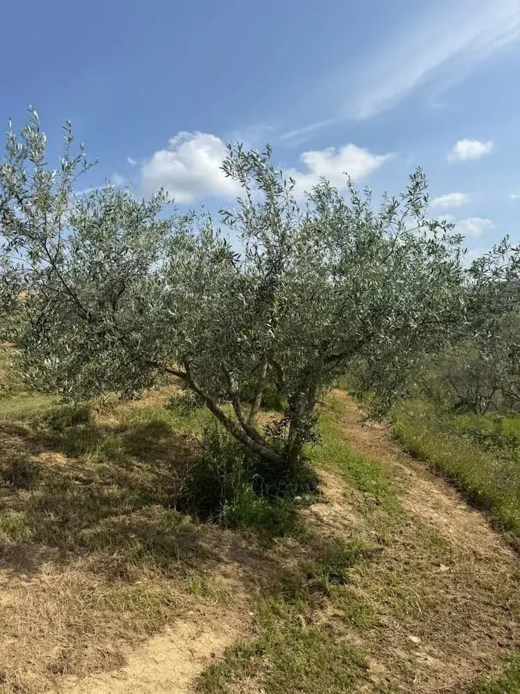 Golden light over olive branches