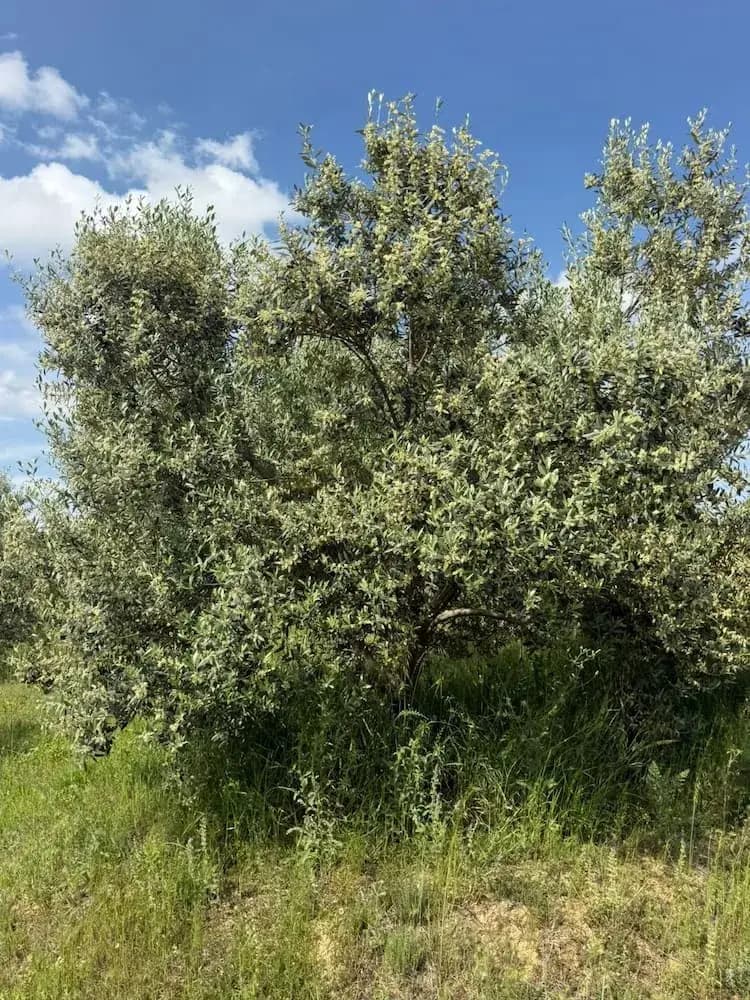 Tradition rooted in the landscape