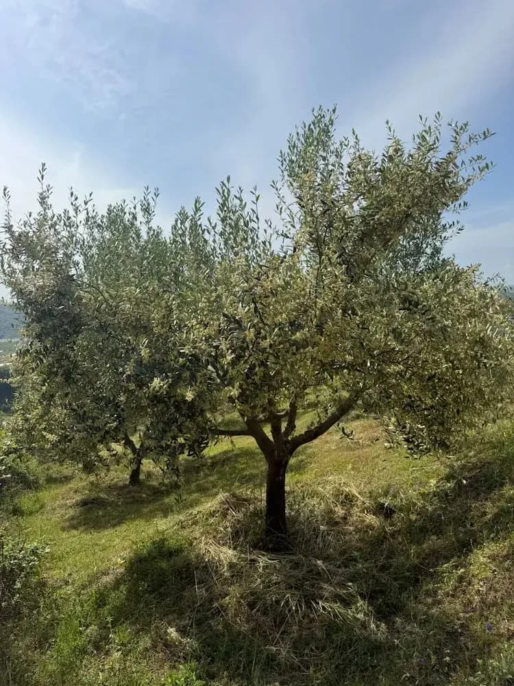 From branch to careful selection