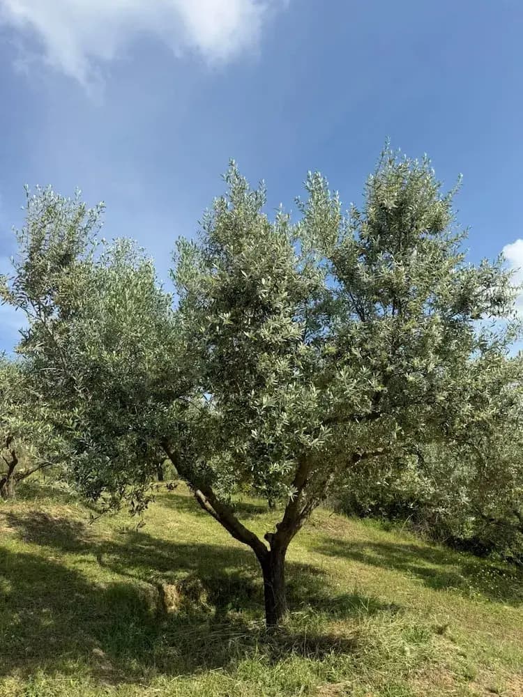 Stories of the olive harvest season