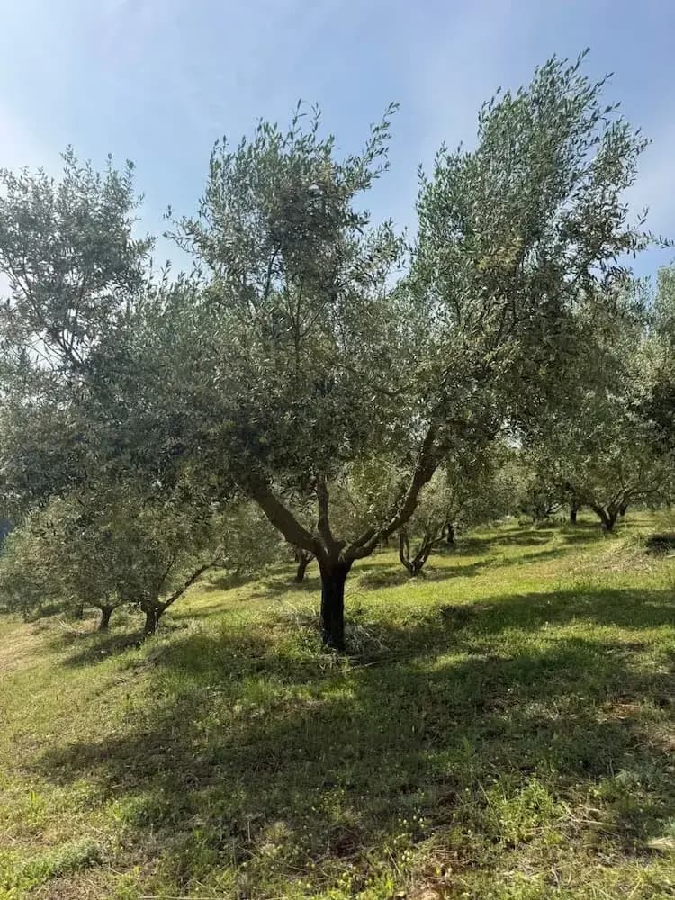 Foto nga trashëgimia familjare 8