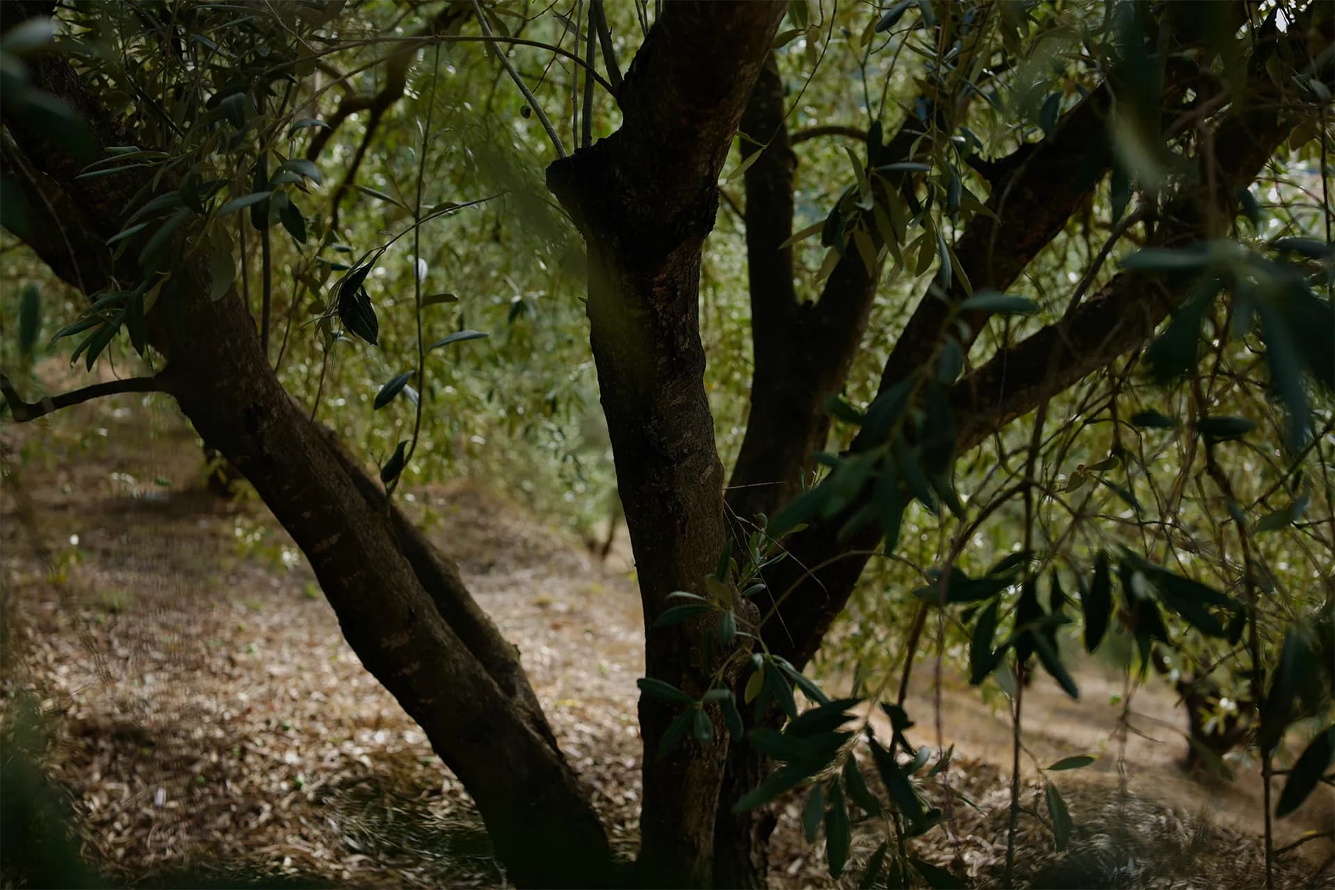 Golden light over olive branches