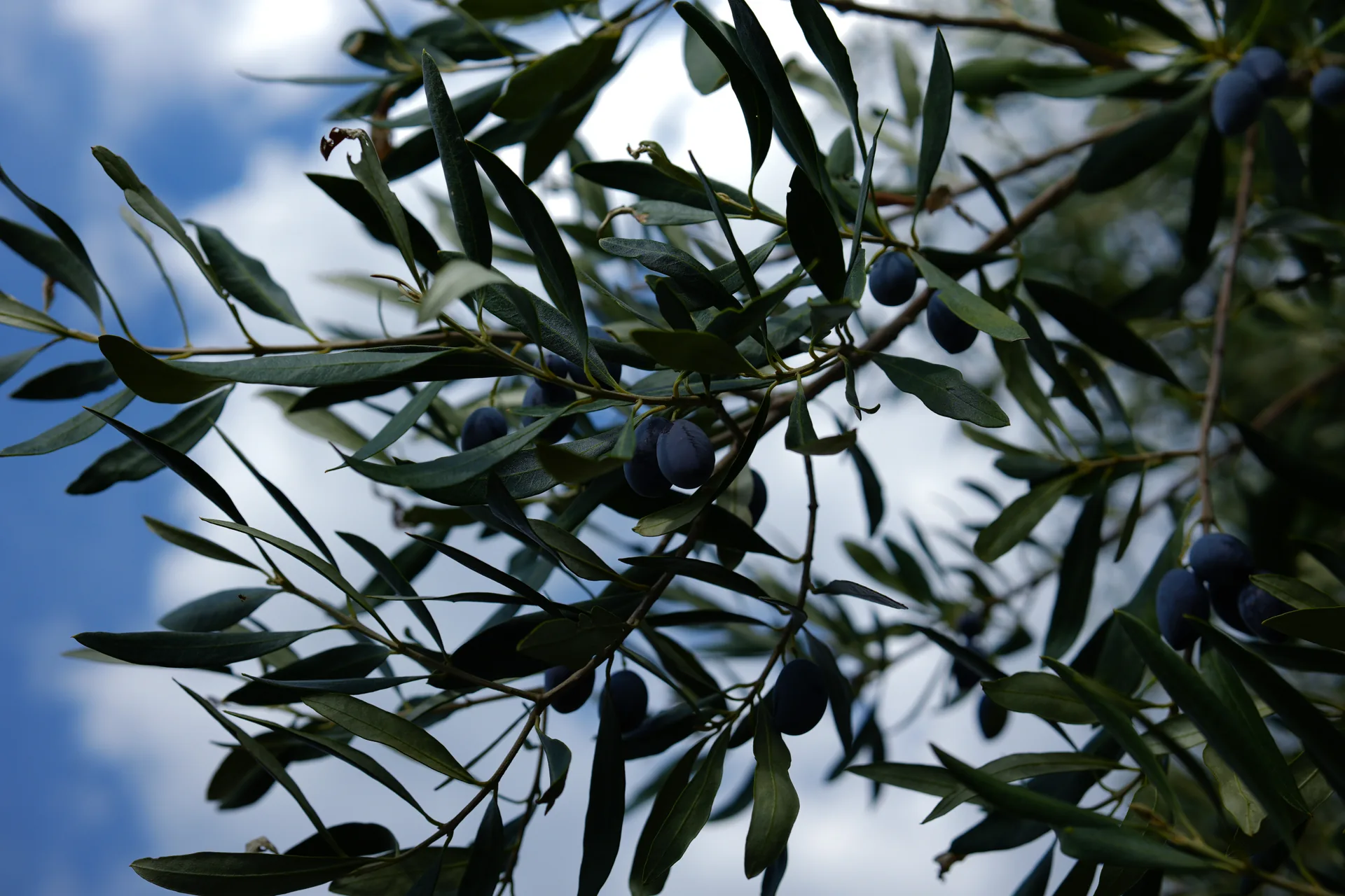 From branch to careful selection