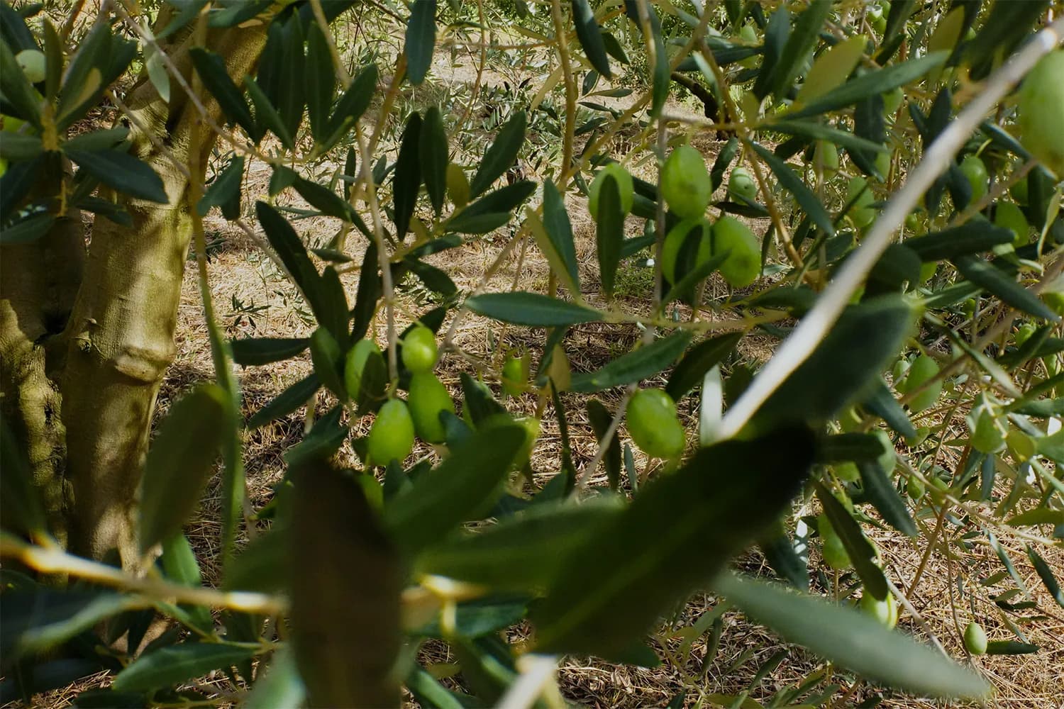 Stories of the olive harvest season