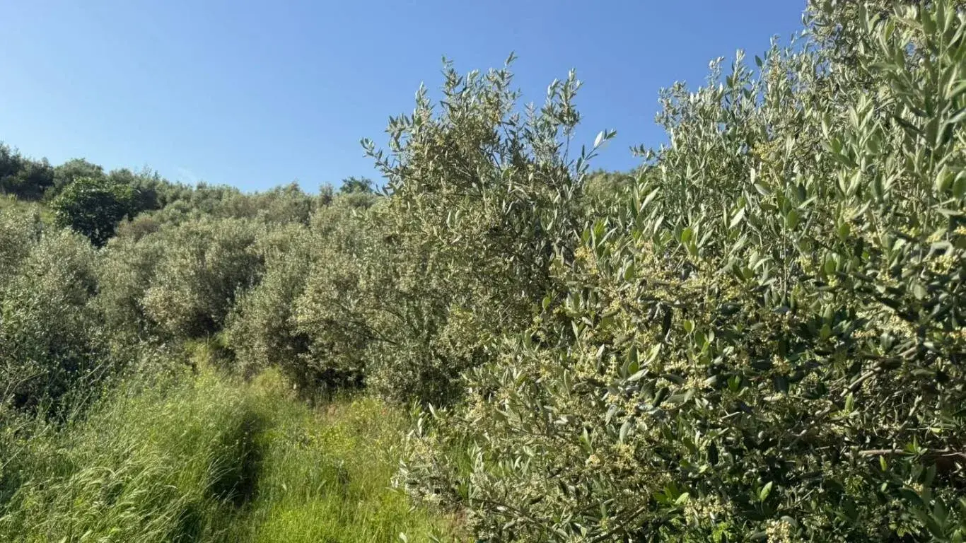 Gathering for a meal with olive oil at the table
