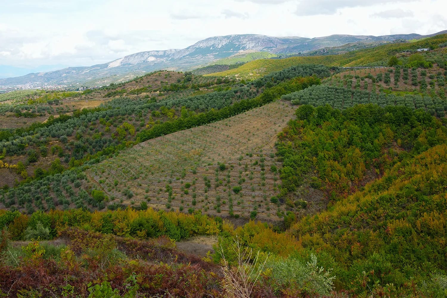 Gathering for a meal with olive oil at the table