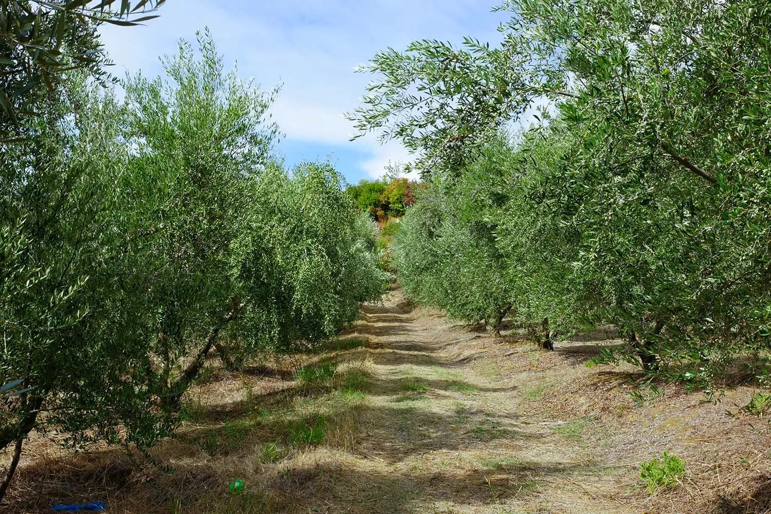 Ripe olives on the branch in golden light