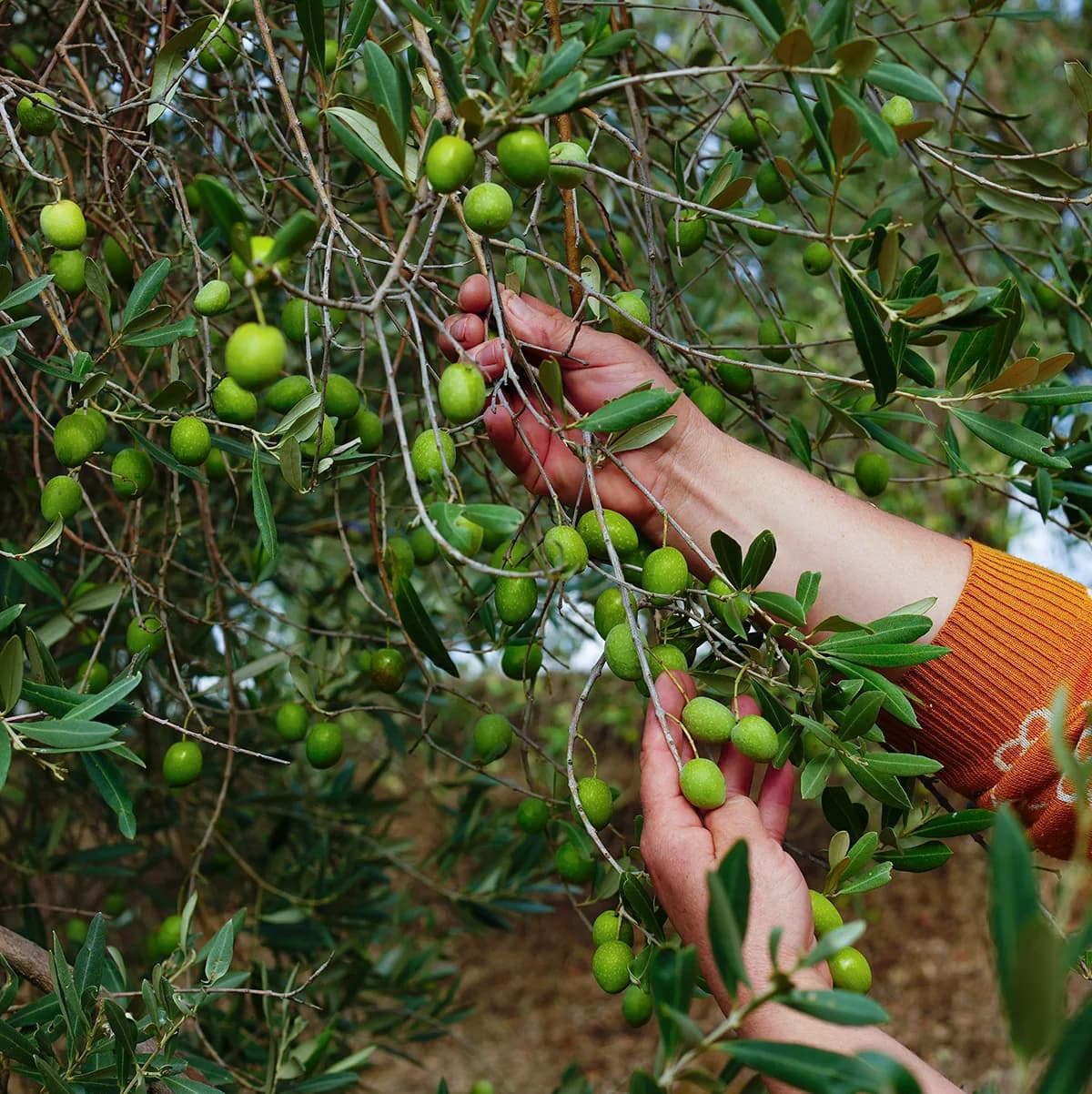 Rich soil in hands