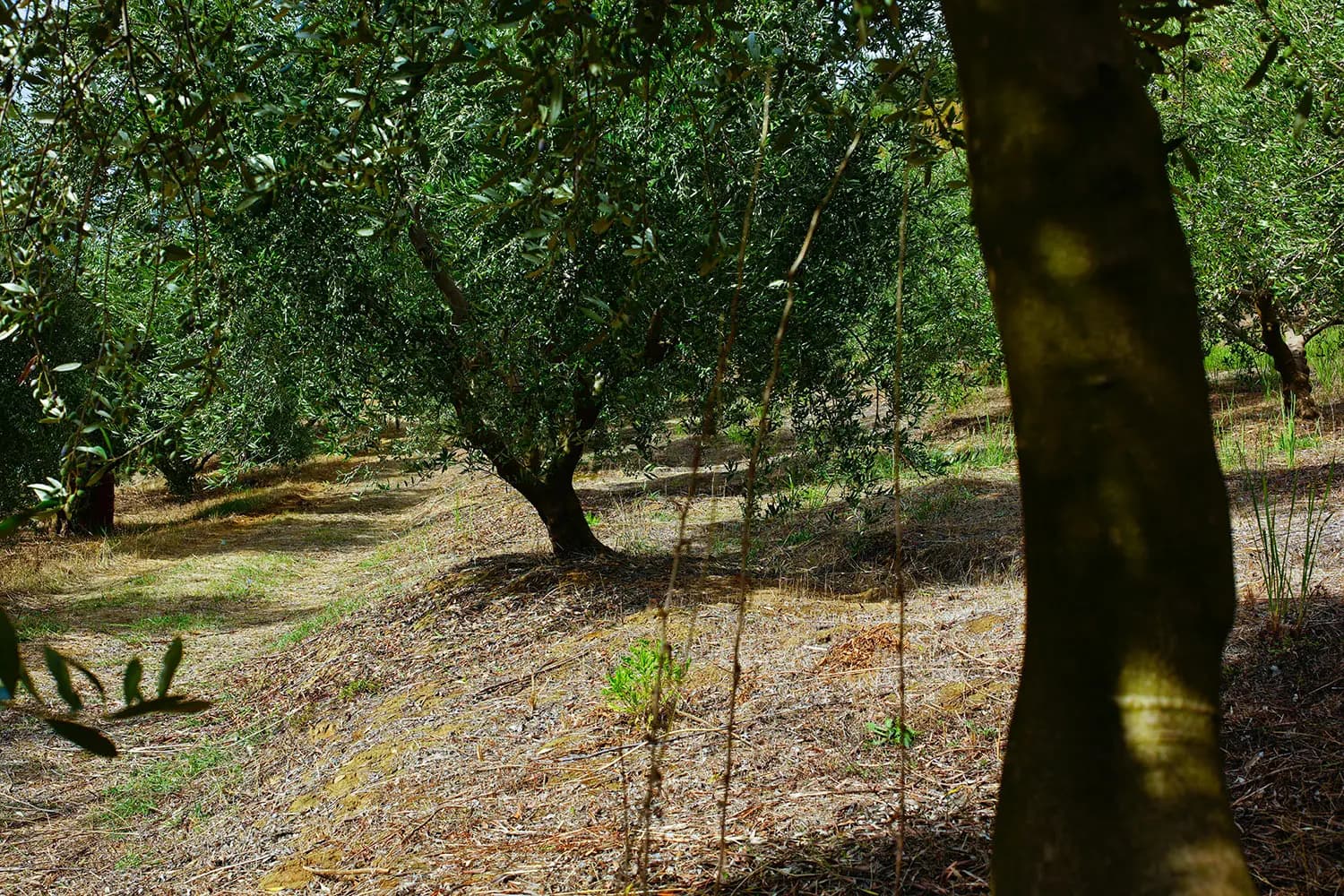 Olive grove landscape with historic buildings and distant hills