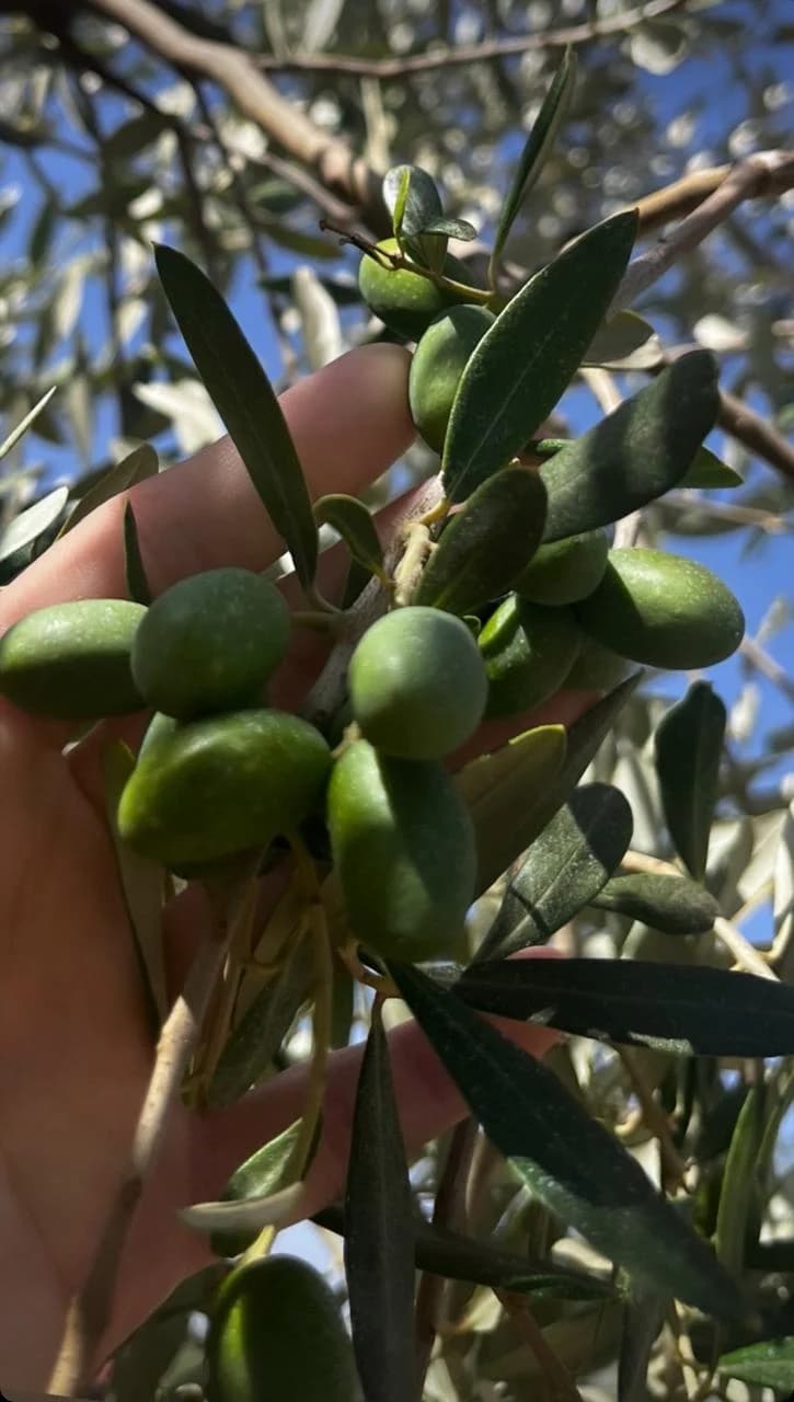Rich soil in hands
