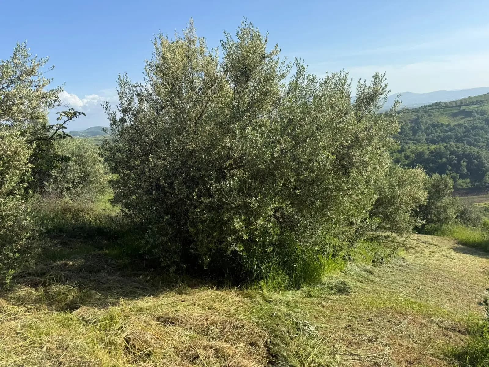 Ripe olives on the branch in golden light