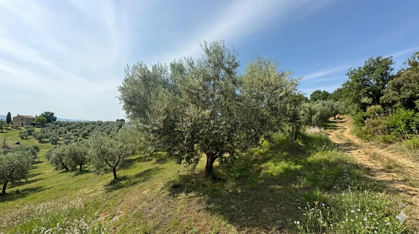 Olive grove landscape with historic buildings and distant hills