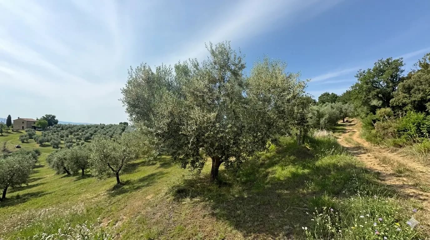 Olive grove landscape with historic buildings and distant hills