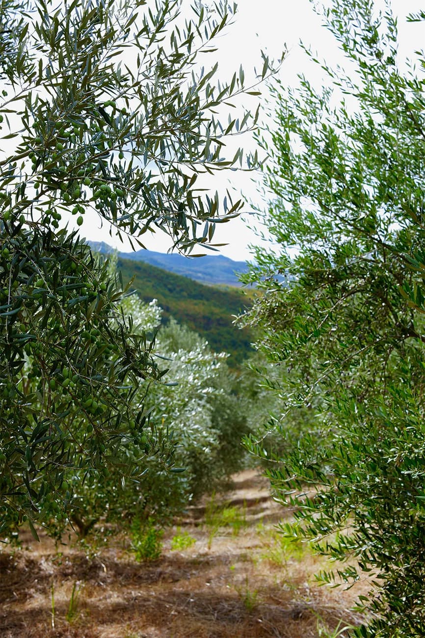 Guests walking through the estate