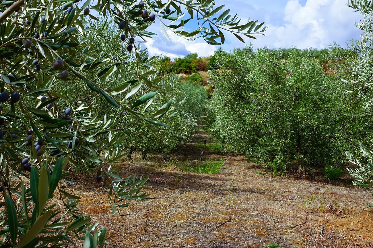 Visitors among olive groves