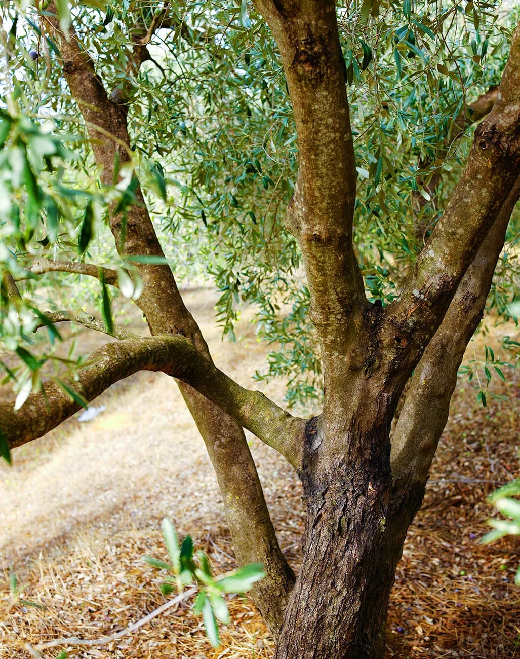Rolling hills with olive groves