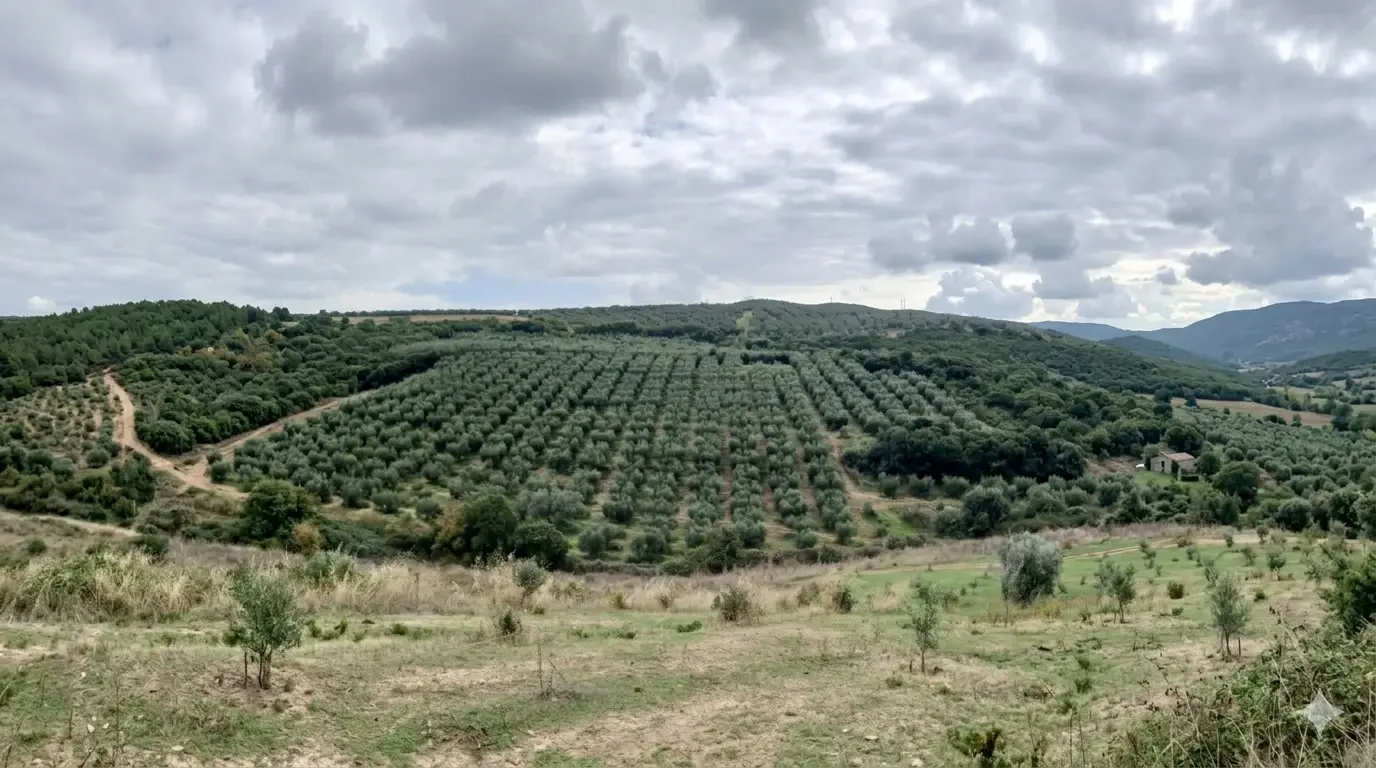 Visitors among olive groves